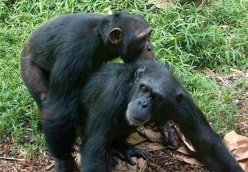 Bonobo punduršimpanzes vienas... Autors: kurbads Dzīvnieki geji