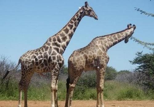 Pierādīts Lielākā daļa žirafju... Autors: kurbads Dzīvnieki geji