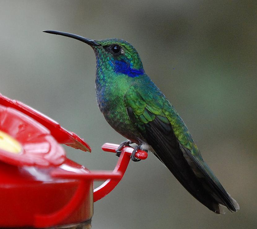 Dažu sugu kolibri ir tikai... Autors: Horneta krāšņie putni