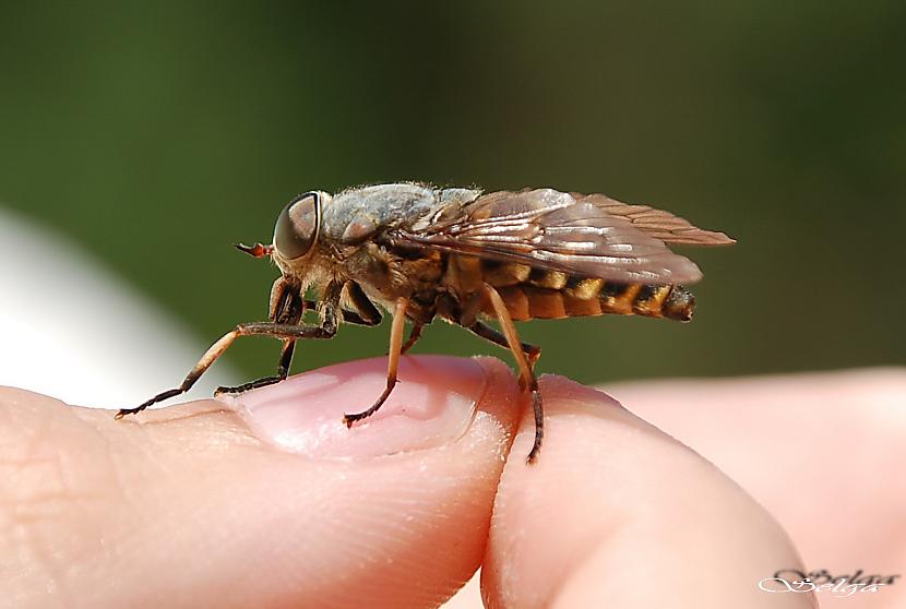  Autors: agonywhispers Dunduri (Tabanidae)