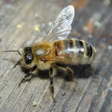 Darba bites izpilda visus... Autors: serea Bites un medus