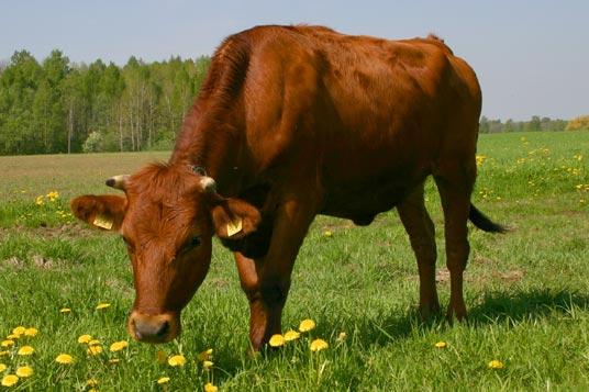 Dienas laikā govs izdala 200... Autors: kikijaaa2 Fakti par dzīvniekiem.
