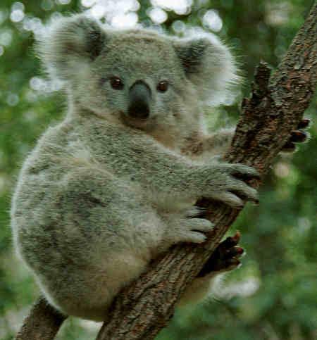 Koala guļ 1822 stundas... Autors: kikijaaa2 Fakti par dzīvniekiem.