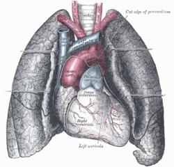 Plaušu virsmas kopējā platība... Autors: bizonis1 Vai tu zināji?
