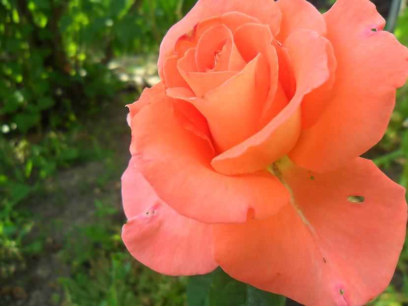 Roze Autors: Gigliish Ziedi