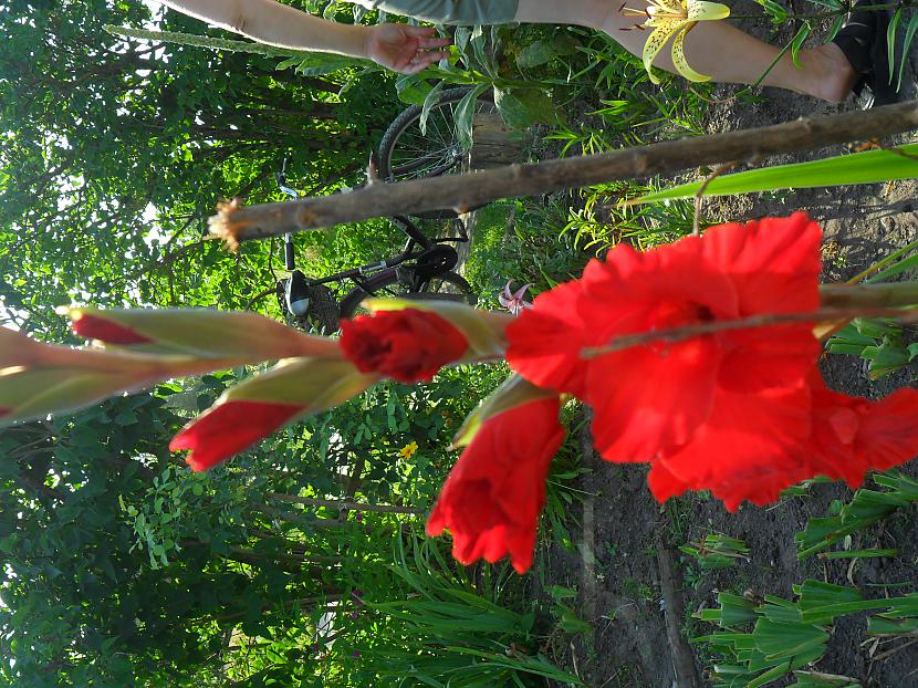 Gladiola Autors: Gigliish Ziedi