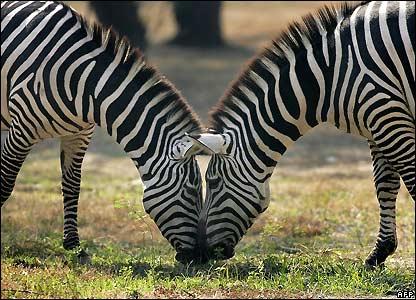Zebras Tās mierīgi ganījās pa... Autors: Grandsire Slaveni dzīvnieki