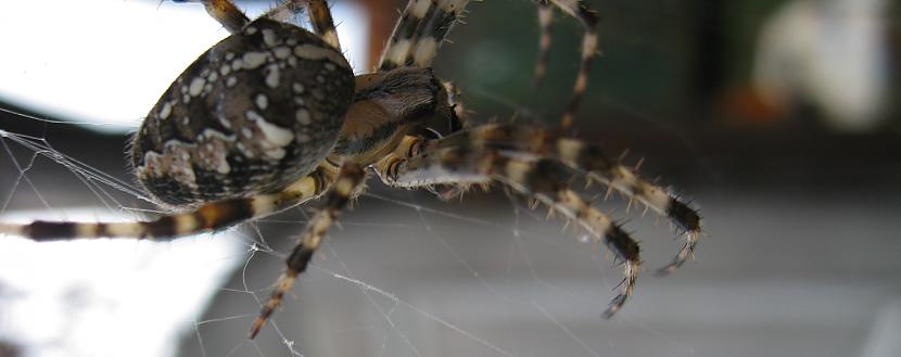 Krusta zirneklis ir viens no... Autors: Grabonis Indīgākais latvijā