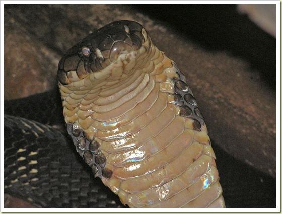King Cobra Ir pasaulē garākais... Autors: Fosilija 6 indigakie dzīvnieki pasaule