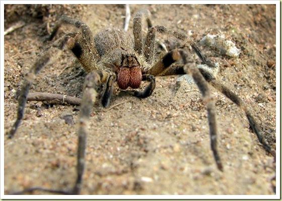 Brazīlijas Klejotajā Zirneklis... Autors: Fosilija 6 indigakie dzīvnieki pasaule