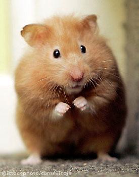  Autors: Krekeris Hamster