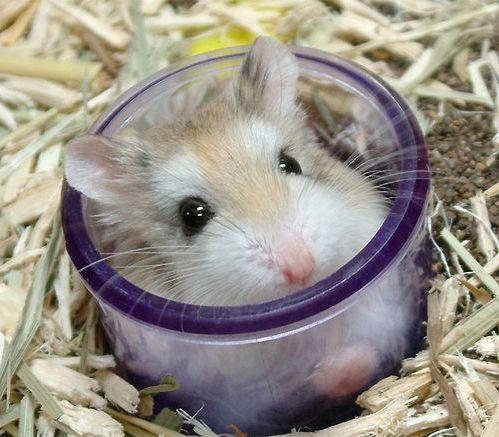  Autors: Krekeris Hamster