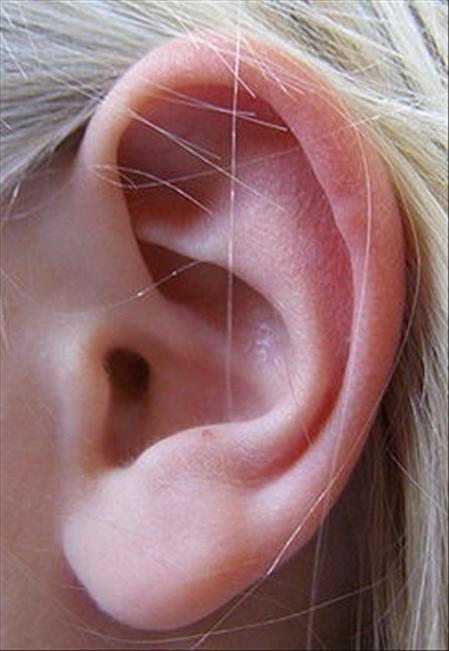Vismazākais kauls atrodas ausī... Autors: edjix 7.Vai tu zināji(Organisms)