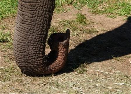 Sākotnēji īsais snuķis... Autors: edjix Kāpēc ziloņiem ir tik garš snuķis?