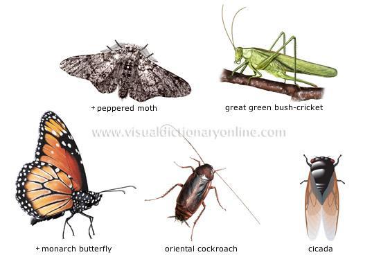 Insekti lidojot vienu stundu... Autors: Fosilija Interesanti Fakti!