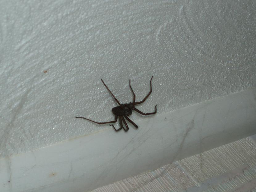Zirneklis ko pamanīju mājās uz... Autors: shadow118 Kukaiņi