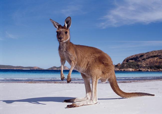 Austrālija ir visretāk... Autors: krabyy Fakti