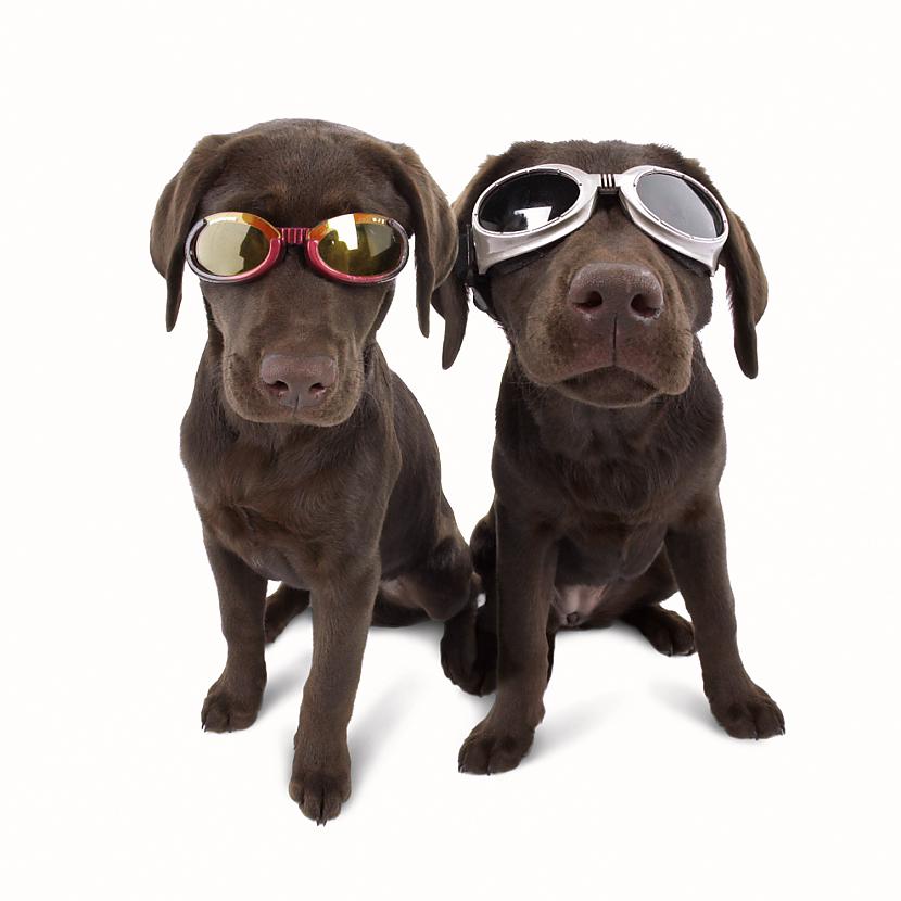 Saulesbrilles suņiem Izklausās... Autors: blond Kā nopelnīt miljonu