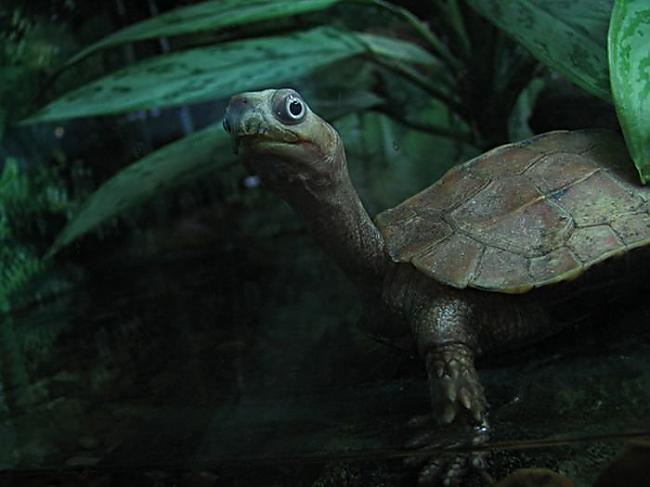Praktiski visiem bruņurupučiem... Autors: Sabana I love turtles