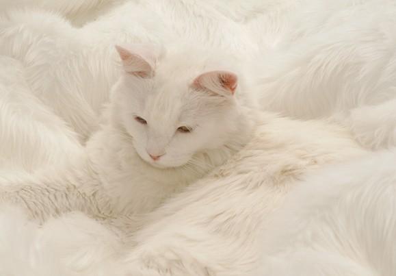 Kažoka balto krāsu gandrīz... Autors: ZANESMAASA Balti kaķi