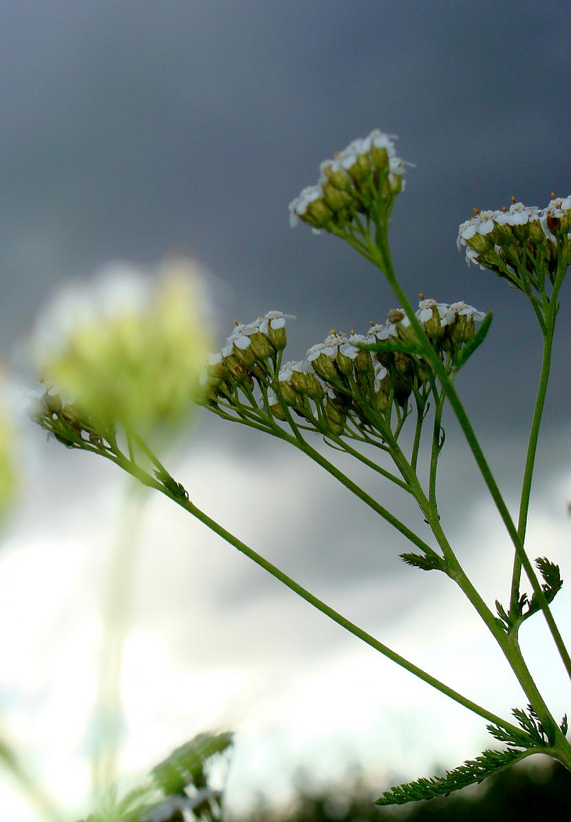  Autors: Egamis Foto...