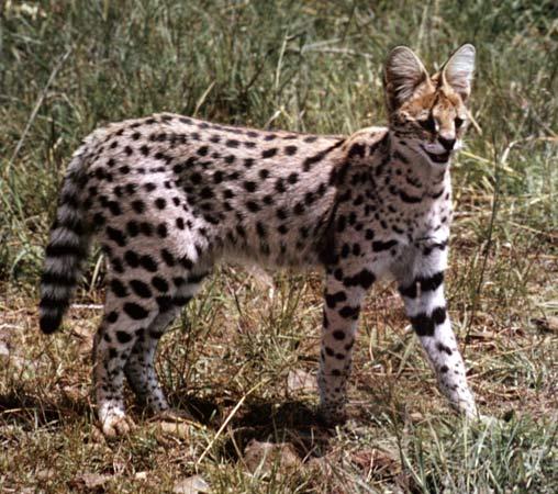 Servals Autors: SoullesS Kaķi (feline)