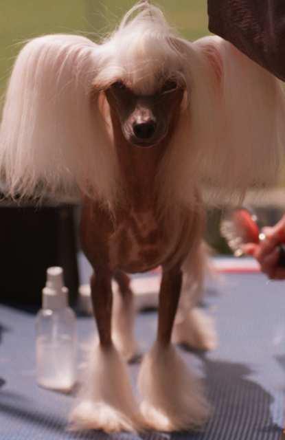 Chinese Crested Hairless Autors: bellija Ķīnas cekulainais suns