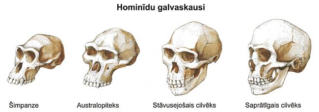  Autors: DakotaDiamond Cilvēka Evolūcija