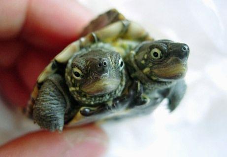 Divgalvains bruņurupucis Kīnā Autors: PankyBoy Fakti ar bildēm