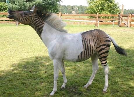 Zebras un zirga krustojums... Autors: PankyBoy Fakti ar bildēm