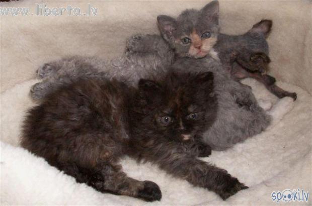 Selkirkas rekss (Selkirk Rex)