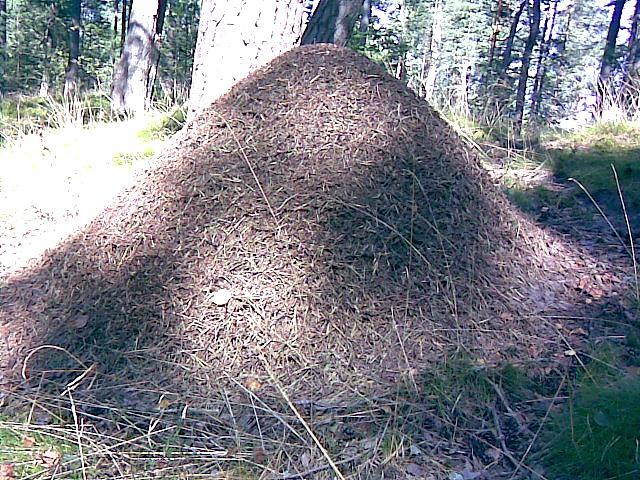  Autors: Edgarinshs Parazīts skudru padara līdzīgu ogai