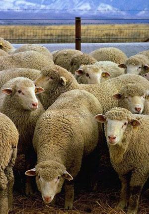 Aitas spēj atšķirt citu aitu... Autors: Sherlok 25 Fakti par dzīvniekiem