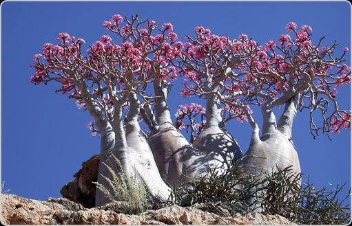 SUQATRA ISLAND  YEMENThis... Autors: Huligāns 10 neticamākās vietas uz mūsu planētas.