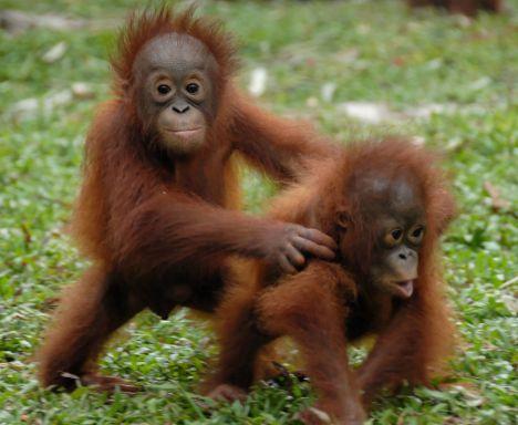 Orangutāni izrāda agresiju ar... Autors: Silveris Interesanti!