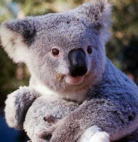 Koalas ir vieni no... Autors: filips811 Neparasti fakti 3. daļa - Vēsture & Daba