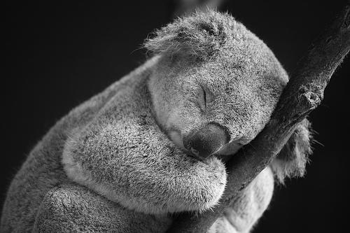 Koalas ir perfekti peldētāji Autors: Fosilija Interesanti fakti [6.daļa]