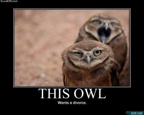  Autors: murkšķis 1st time I got Owled..