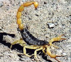 Ja kāds uzlies skorpionam uz... Autors: Fuzzamo Fakti!