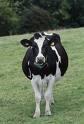 Govs  FriesianŠo govi 1985... Autors: Plikpauris 6 pasaules dārgākie dzīvnieki pasaulē.