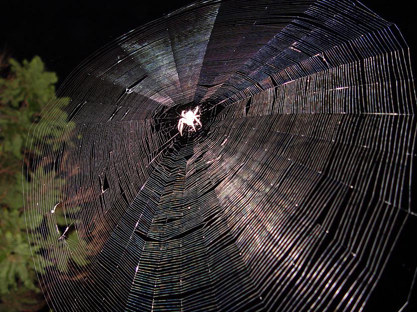 Daži zirnekļi katru nakti auž... Autors: KaķuMētra Interesanti fakti par bezmugurkaulniekiem.