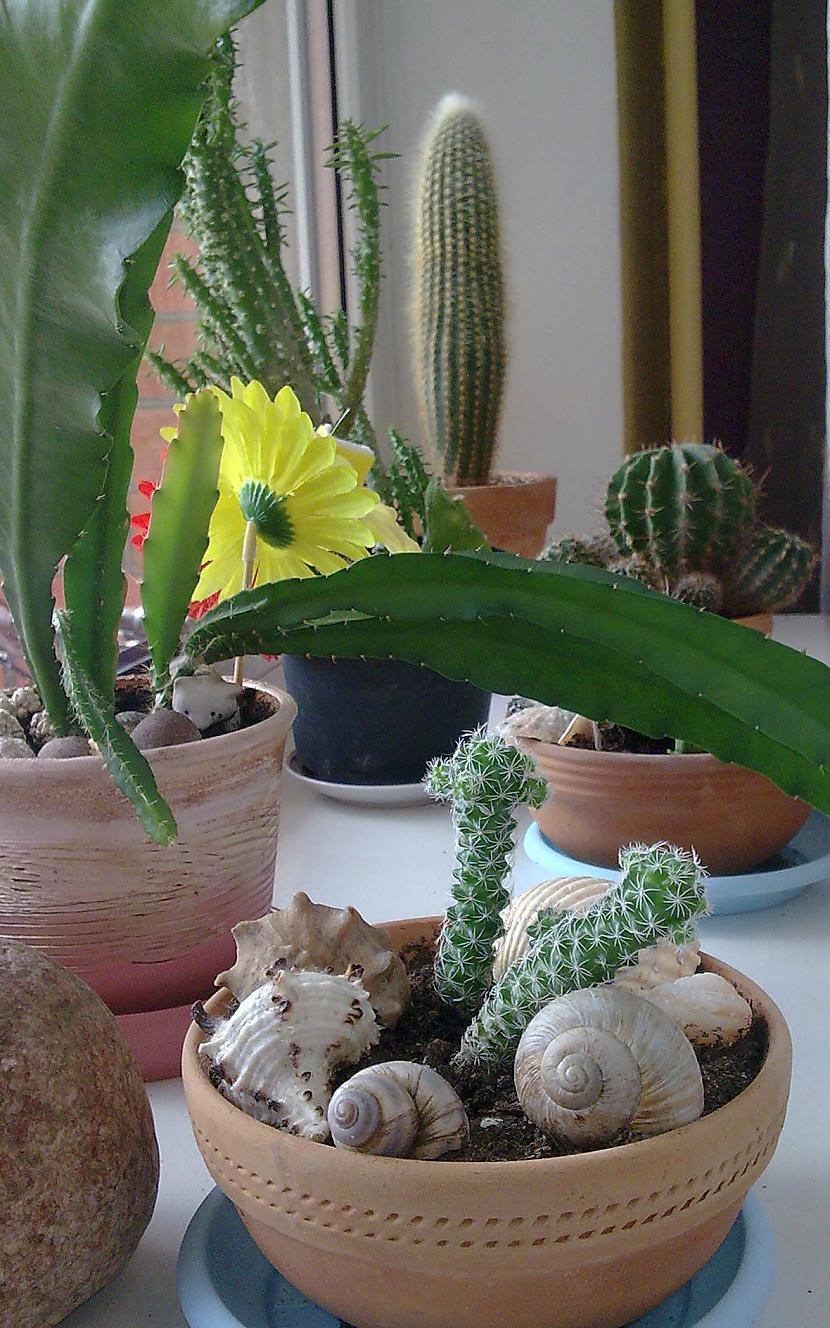 Mana kaktusu kolekcija Autors: Fosilija Still waiting...