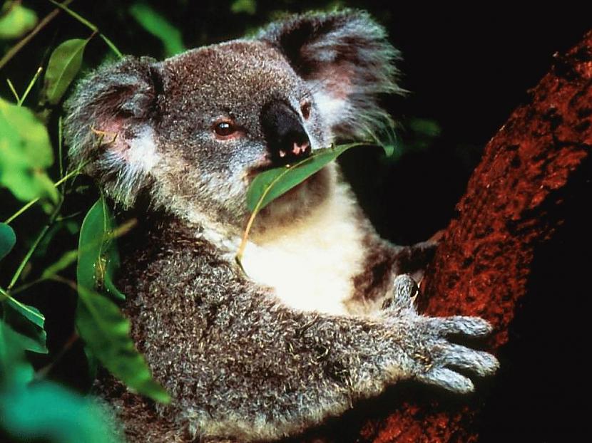 Koalas ēd lapas kas satur... Autors: KaķuMētra Interesanti fakti par zīdītājiem.