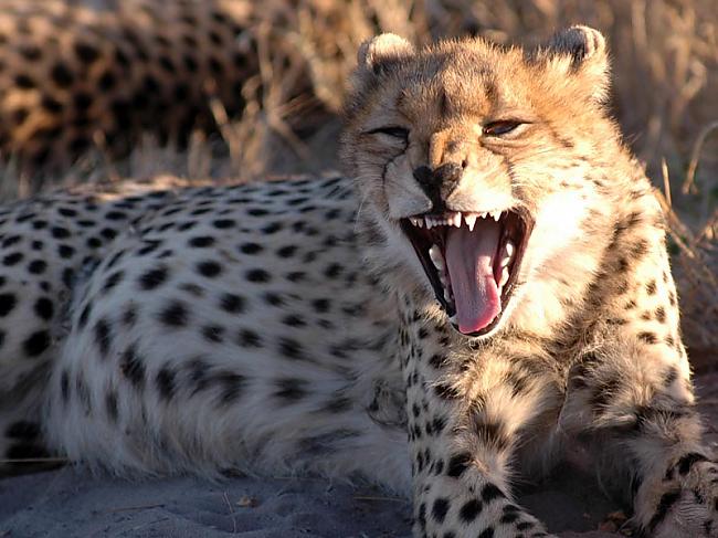 Gepardi ir visai trokšņaini ... Autors: KaķuMētra Interesanti fakti par zīdītājiem.