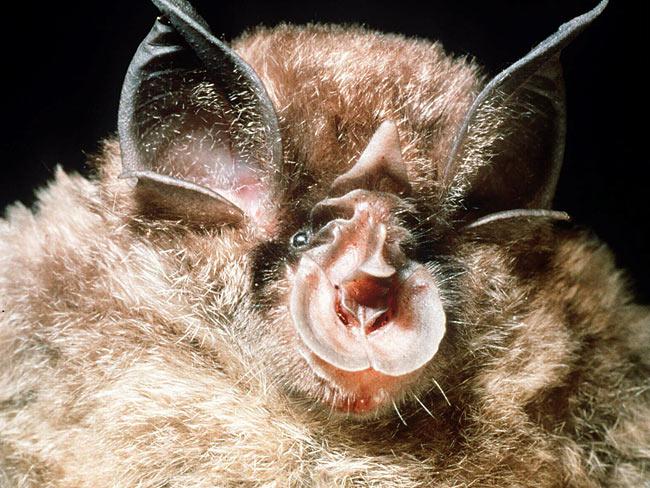 Eastern Horseshoe bats can be... Autors: cikibubs Dīvaina izskata dzīvnieki.