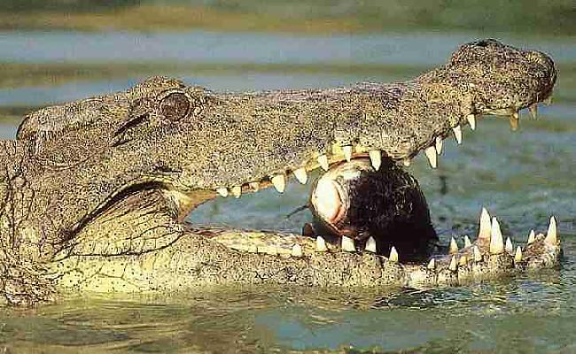 Ir zināmas tikai 22 krokodilu... Autors: KaķuMētra Interesanti fakti par rāpuļiem.