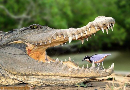 Krokodiliem visu mūžu aug... Autors: KaķuMētra Interesanti fakti par rāpuļiem.