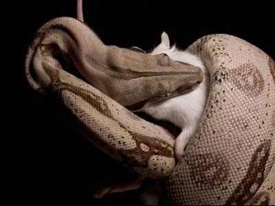Neviena čūska nav augēdāja ... Autors: KaķuMētra Interesanti fakti par rāpuļiem.