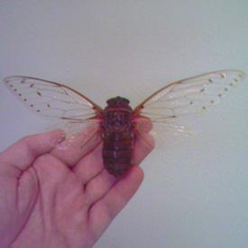 Āfrikāņu Cicada muša guļ 17... Autors: ninigo Nevienam nevajadzīgi fakti.
