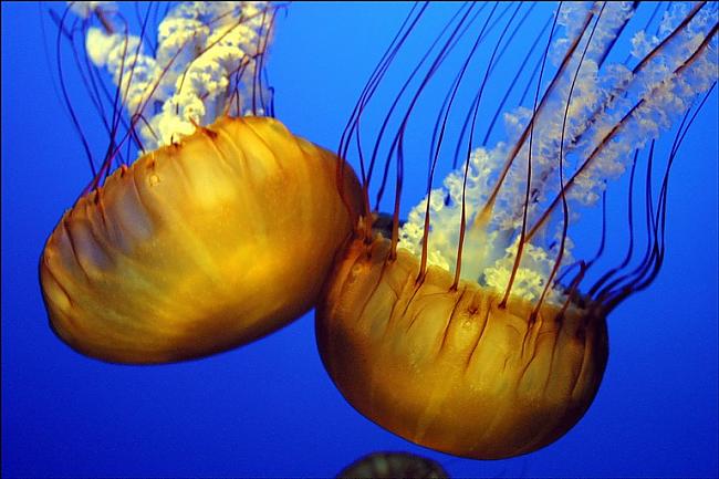 9537 no medūzas veido ūdens Autors: una puna Faktu vācelīte I